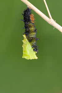 Blogbeitrag "Eine fotografische Dokumentation der Schmetterlingsmetamorphose"