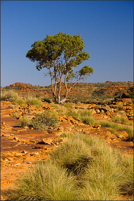 Einsamer Eukalyptus-Baum auf dem Plateau des Kings Canyon im Red Centre Australiens<br />Nikon D200 mit AF-S DX NIKKOR 17-55 mm 1:2,8G