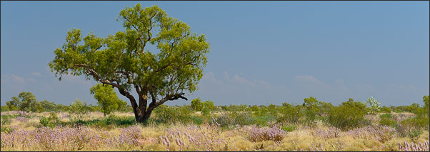 Semi aride W�ste in der Pilbara, Westaustralien<br />Nikon D200 mit AF-S DX NIKKOR 17-55 mm 1:2,8G