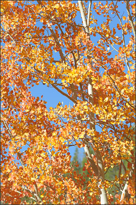 Die Bl�tter der Amerikanischen Zitterpappel (Populus tremuloides) f�rben sich im Indian Summer in intensiven Farben.<br />Nikon D3x mit AF-S NIKKOR 70-200 mm 1:2,8G ED VR II