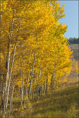 Eine Baumreihe aus Amerikanischen Zitterpappeln (Populus tremuloides) in der Grand Teton Range, Wyoming (USA).<br />Nikon D3x mit AF-S NIKKOR 24-70 mm 1:2,8G ED