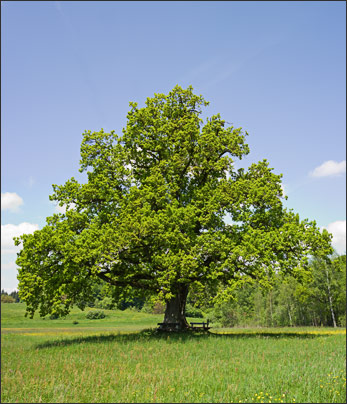 Idyllisches Pl�tchen. Eine Stieleiche (Quercus robur) am Seeoner See im Chiemgau.<br />Leica S2 mit MACRO SUMMARIT-S 1:2,5/70 mm ASPH