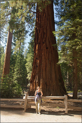 Die Riesenmammutb�ume (Sequoiadendron giganteum) im Yosemite NP (Californien, USA) erreichen imposante Gr��en.<br />Nikon D3x mit AF-S NIKKOR 24-70 mm 1:2,8G ED