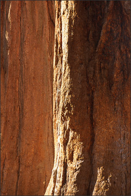 Stamm eines Riesenmammutbaums (Sequoiadendron giganteum) im Abendlicht. Aufgenommen in der Mariposa Grove, Kalifornien (USA).<br />Nikon D3x mit AF-S NIKKOR 24-70 mm 1:2,8G ED