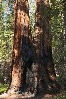 Feuerspuren an einem Zwillings-Riesenmammutbaum (Sequoiadendron giganteum). Aufgenommen im Yosemite NP, Kalifornien (USA).<br />Nikon D3x mit AF-S NIKKOR 24-70 mm 1:2,8G ED