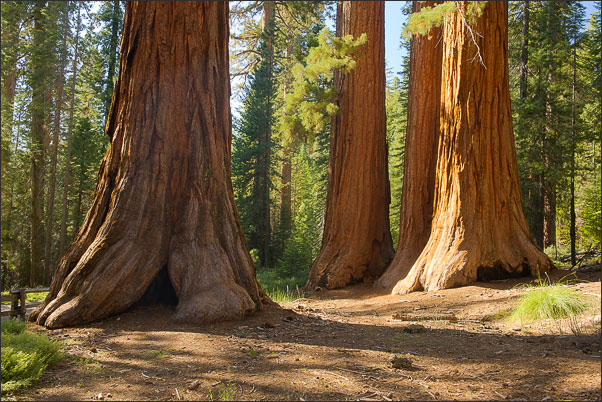 Bachelor and the three sisters (der Junggeselle und die drei Schwestern) ein Ensemble von Riesenmammutb�umen (Sequoiadendron giganteum) in Yosemite NP in Kalifornien (USA).<br />Nikon D3x mit AF-S NIKKOR 24-70 mm 1:2,8G ED