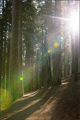Waldweg im Abendlicht mit Sonne. Kalifornien (USA)<br />Nikon D3x mit AF-S NIKKOR 24-70 mm 1:2,8G ED