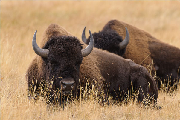 Amerikanischer Bison (Bison bison) im herbstlichen Gras im Yellowstone Nationalpark (USA).<br />Nikon D3x mit AF-S NIKKOR 500 mm 1:4G ED VR und TC-14e II
