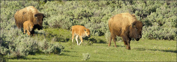 Amerikanische Bisons (Bison bison) mit K�lbern im Yellowstone Nationalpark (USA).<br />Nikon D3s mit AF-S NIKKOR 500 mm 1:4G ED VR und TC-14e II