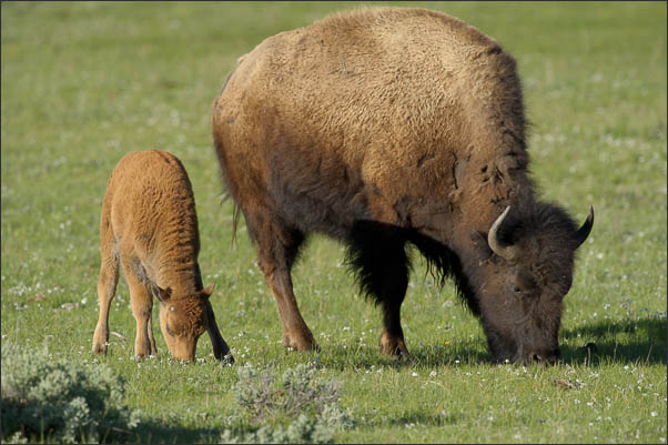Amerikanischer Bison (Bison bison) mit Kalb im Yellowstone Nationalpark (USA).<br />Nikon D3s mit AF-S NIKKOR 500 mm 1:4G ED VR und TC-14e II