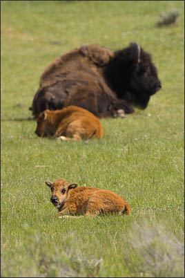 K�lber des amerikanischen Bisons (Bison bison) im Yellowstone Nationalpark (USA).<br />Nikon D3s mit AF-S NIKKOR 500 mm 1:4G ED VR