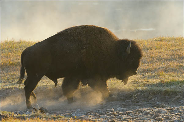 Amerikanischer Bison (Bison bison) im herbstlichen Gegenlicht im Yellowstone Nationalpark (USA).<br />Nikon D3s mit AF-S NIKKOR 500 mm 1:4G ED VR und TC-14e II