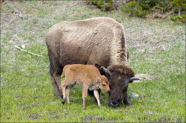 Amerikanischer Bison (Bison bison) mit Kalb im Yellowstone Nationalpark (USA).<br />Nikon D3s mit AF-S NIKKOR 500 mm 1:4G ED VR