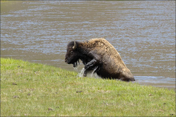 Amerikanischer Bison (Bison bison) bei der Fluss-Durchquerung im Yellowstone Nationalpark (USA).<br />Nikon D3s mit AF-S NIKKOR 500 mm 1:4G ED VR