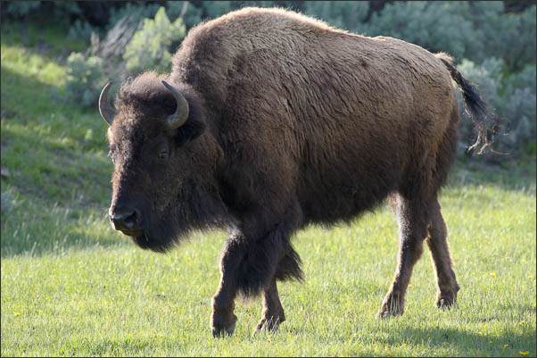 Amerikanischer Bison (Bison bison)  im Yellowstone Nationalpark (USA).<br />Nikon D3s mit AF-S NIKKOR 500 mm 1:4G ED VR und TC-14e II