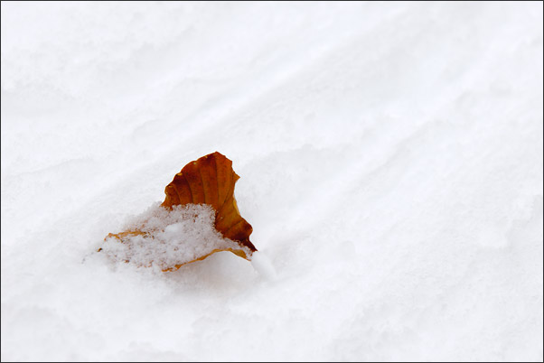 Blatt im Schnee.<br />Nikon D3x mit AF-S NIKKOR 24-70 mm 1:2,8G ED