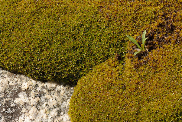 Zwei Mosskissen auf einem Stein wachsen zusammen. Dazwischen bricht eine Pflanze hindurch.<br />Nikon D3x mit AF-S Micro NIKKOR 105 mm 1:2,8G VR