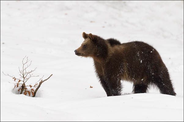 Junger Europ�ischer Braunb�r (Ursus arctos arctos) im Schnee (Schweden)<br />Nikon D3s mit AF-S NIKKOR 500 mm 1:4G ED VR