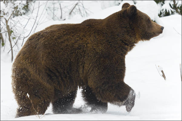 Europ�ischer Braunb�r (Ursus arctos arctos) rennt im Schnee (Bayrischer Wald)<br />Nikon D800E mit AF-S NIKKOR 500 mm 1:4 ED VR