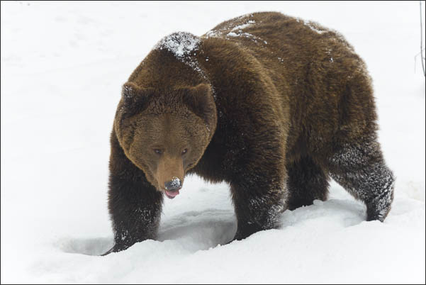 Europ�ischer Braunb�r (Ursus arctos arctos) im Schnee (Bayrischer Wald)<br />Nikon D800E mit AF-S NIKKOR 500 mm 1:4G ED VR