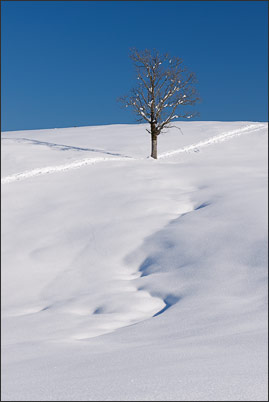 Einsamer Baum im tief verschneiten Winter (Hemmersuppen Alm) mit Tourenski-Spur<br />Nikon D3x mit AF-S NIKKOR 24-70 mm 1:2,8G