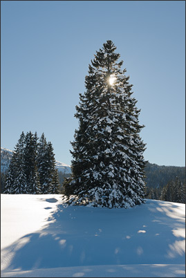 Tanne im Gegenlicht auf der tief verschneiten Hemmersuppen Alm<br />Nikon D3x mit AF-S NIKKOR 24-70 mm 1:2,8G