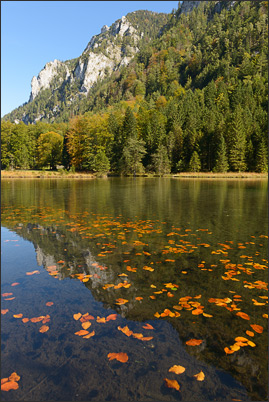 Bl�tter im Herbst auf dem Falkensee (bei Inzell) im Chiemgau<br />Nikon D800E mit AF-S NIKKOR 24-70 mm 1:2,8G ED