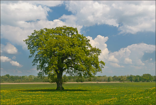 Stieleiche (Quercus robur) auf einem Feld nahe des Chiemsees.<br />Nikon D200 mit AF-S DX NIKKOR 17-55 mm 1:2,8G