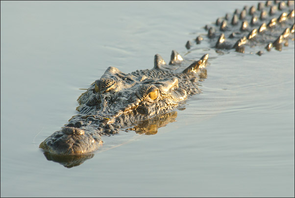 Ein Leistenkrokodil (Crocodylus porosus) im Yellow Water Billabong in Norden Australiens.<br />Nikon D200 mit AF-S Nikkor 400 mm 1:2,8G ED VR mit Zwischenring