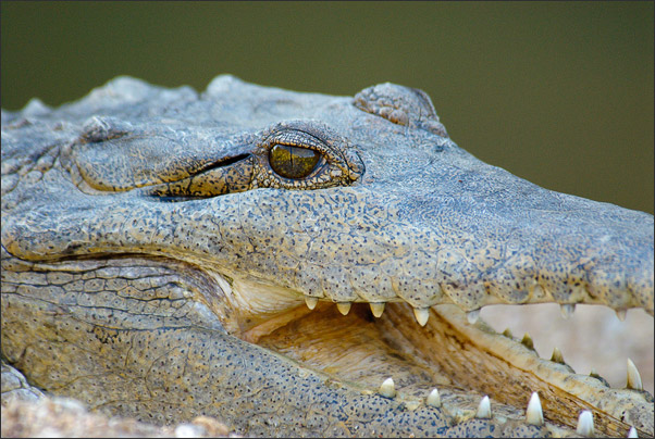 Portrait eines Australien-Krokodils (Crocodylus johnsoni) in der Windjana Gorge (West-Australien).<br />Nikon D200 mit AF-S Nikkor 400 mm 1:2,8G ED VR
