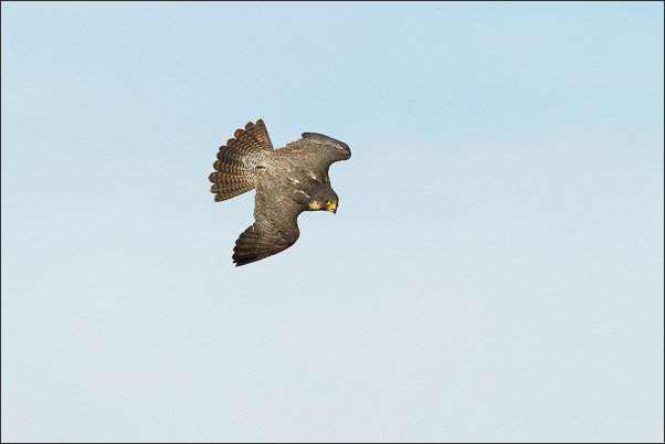 Lannerfalke (Falco biarmicus) im Sturzflug (Tscheschien).<br />Nikon 1 V3 mit AF-S NIKKOR 500 mm 1:4G ED VR
