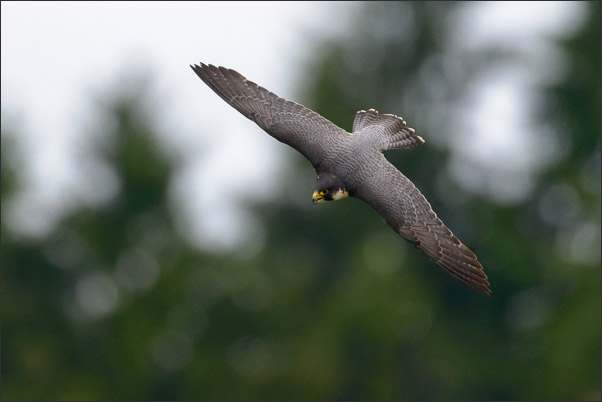 Wanderfalke (Falco peregrinus) im Gleitflug. Aufgenommen in Deutschland<br />Nikon D800E mit AF-S NIKKOR 800 mm 1:5,6E FL ED VR