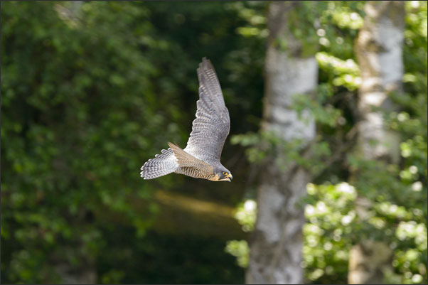 Wanderfalke (Falco peregrinus) vor einem Wald im Vorbeiflug.<br />Nikon D4s mit AF-S NIKKOR 600 mm 1:4G ED VR