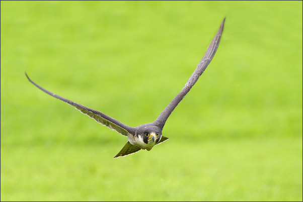 Wanderfalke (Falco peregrinus) im direkt Anflug auf die Kamera.<br />Nikon D800E mit AF-S NIKKOR 500 mm 1:4G ED VR und TC-14e II