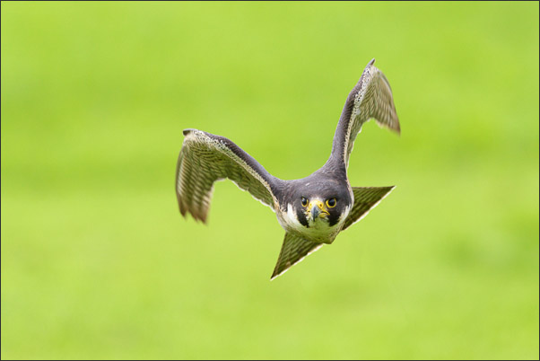 Wanderfalke (Falco peregrinus) in kraftvoller Flugpose.<br />Nikon D810 mit AF-S NIKKOR 500 mm 1:4G ED VR und TC-14e II