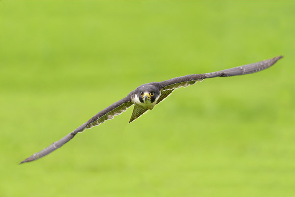 Wanderfalke (Falco peregrinus) im direkt Anflug auf die Kamera.<br />Nikon D810 mit AF-S NIKKOR 500 mm 1:4G ED VR und TC-14e II