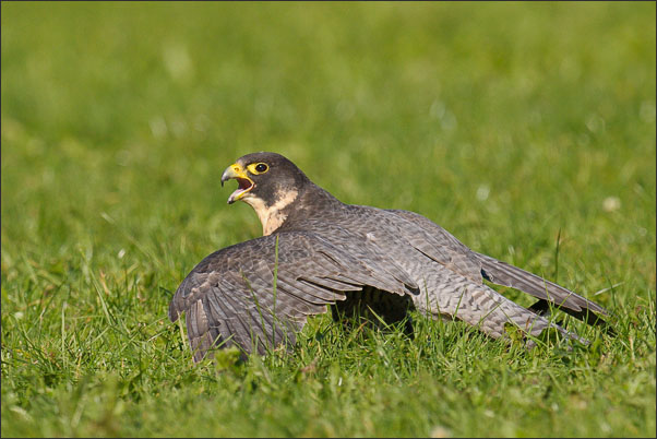 Wanderfalke (Falco peregrinus) nach Beutschlag. Sch�tzend h�lt er seine Fl�gel �ber die Beute.<br />Nikon D3x mit AF-S NIKKOR 500 mm 1:4G ED VR und TC-14e II