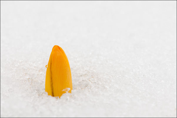 Purismus. Eine Krokusknospe bricht durch den letzten Schnee hindurch. Die strenge Gestaltung wird durch einen Wassertropfen aufgelockert.<br />Nikon D3x mit AF Micro NIKKOR 60 mm 1:2,8D