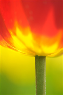 Kelch. Hier konzentriert sich der Blick auf die Farben und den Kelch der Tulpe.<br />Nikon D3x mit AF-S Micro NIKKOR 105 mm 1:2,8G VR