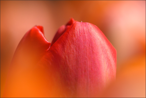 Eingerahmt. Hier wird eine Tulpenbl�te durch weiter Tulpen des Beets in Unsch�rfe eingerahmt.<br />Nikon D200 mit AF Micro NIKKOR 200 mm 1:4D ED