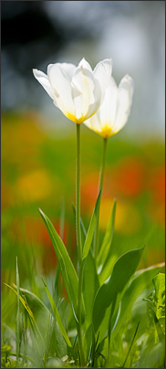 Tulpen vertikal. Ein Makro-Panorama aus 4 Einzelaufnahmen.<br />Nikon D3x mit AF Micro NIKKOR 60 mm 1:2,8D