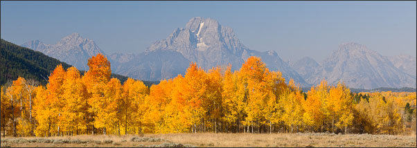 Panorama des Mount Moran mit amerikanischen Zitterpappel (Populus tremuloides) in Herbstf�rbung, Grand Teton Nationalpark (USA).<br />Nikon D3x mit AF-S NIKKOR 24?70 mm 1:2,8G ED