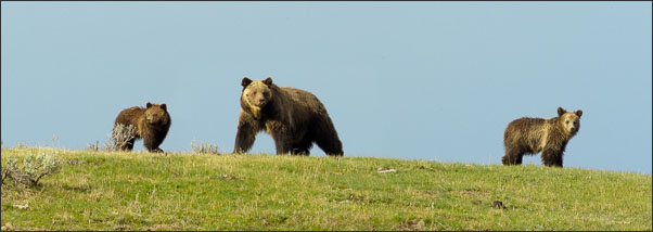 Grizzly-B�rin (Ursus arctos horribilis) mit zwei etwa 1,5 Jahre alten Jungtieren im Yellowstone Nationalpark (USA).<br />Nikon D3s mit AF-S NIKKOR 800 mm 1:5,6E FL ED VR und TC800-1,25E ED (1000 mm effektiv)