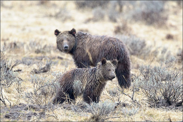 Grizzly-B�r Junges (Ursus arctos horribilis) von etwa 1,5 Jahre mit seiner Mutter im Yellowstone Nationalpark (USA).<br />Nikon D4 mit AF-S NIKKOR 500 mm 1:4G ED VR
