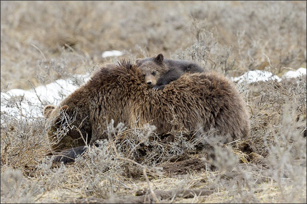 Grizzly-B�r Junges (Ursus arctos horribilis) von etwa 4 Monaten liegt auf seiner Mutter im Yellowstone Nationalpark (USA).<br />Nikon D3s mit AF-S NIKKOR 500 mm 1:4G ED VR und TC-14e II