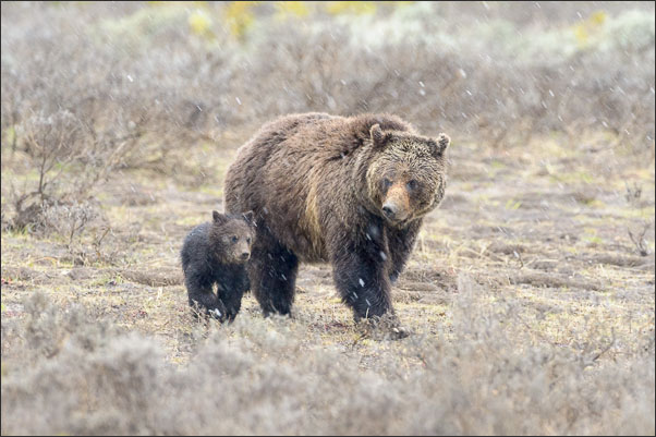 Grizzly-B�rin (Ursus arctos horribilis) mit etwa 4 Monate altem Jungtier im Yellowstone Nationalpark (USA).<br />Nikon D3s mit AF-S NIKKOR 500 mm 1:4G ED VR und TC-14e II