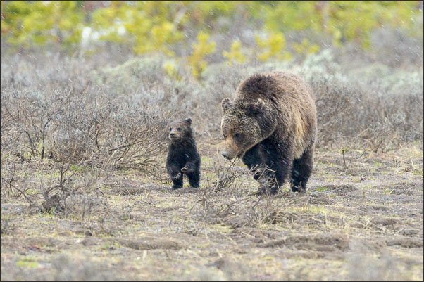Grizzly-B�rin (Ursus arctos horribilis) mit etwa 4 Monate alten Jungtier im Yellowstone Nationalpark (USA).<br />Nikon D3s mit AF-S NIKKOR 500 mm 1:4G ED VR und TC-14e II