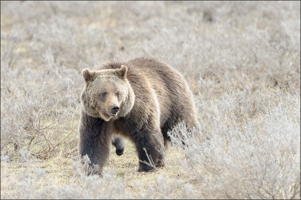Grizzly-B�rin (Ursus arctos horribilis) im Yellowstone Nationalpark (USA).<br />Nikon D3s mit AF-S NIKKOR 500 mm 1:4G ED VR und TC-14e II