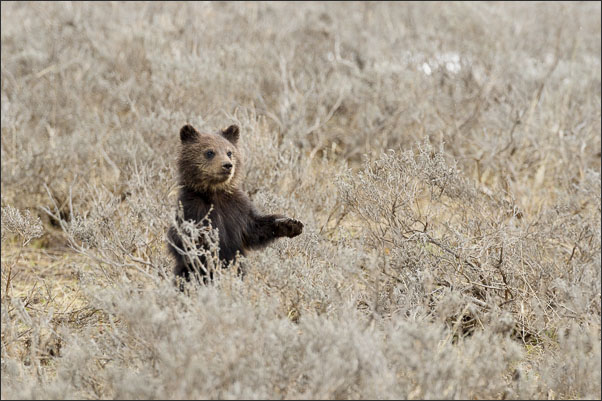 Grizzly-B�r Junges (Ursus arctos horribilis) von etwa 4 Monaten im Yellowstone Nationalpark (USA).<br />Nikon D3s mit AF-S NIKKOR 500 mm 1:4G ED VR und TC-14e II