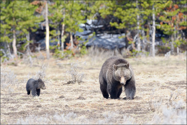 Grizzly-B�rin (Ursus arctos horribilis) mit etwa 4 Monate altem Jungtier im Yellowstone Nationalpark (USA).<br />Nikon D3s mit AF-S NIKKOR 500 mm 1:4G ED VR und TC-14e II
